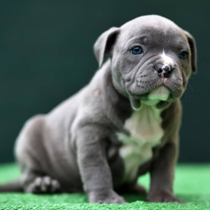 American Bully