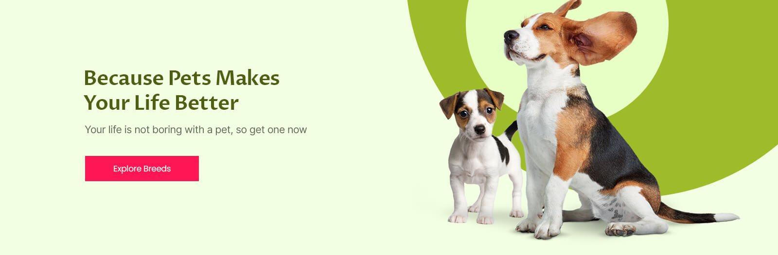 Lucky Pet City is an experienced and trusted dog breeder in Delhi NCR