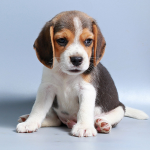 Beagle