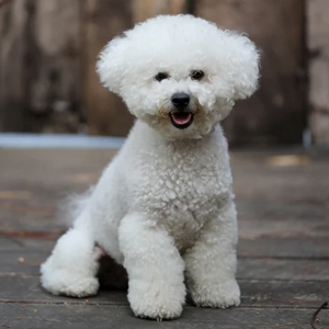 Bichon Frise