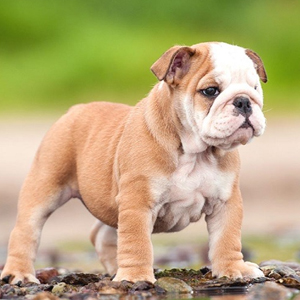 Bulldog