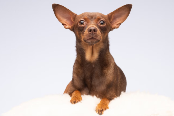 Chihuahua