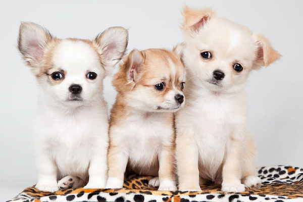 Chihuahua