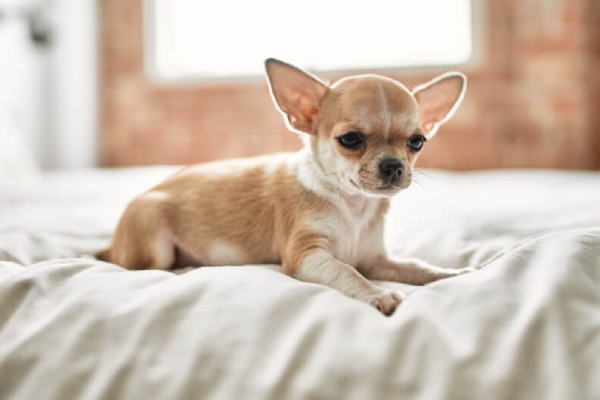 Chihuahua