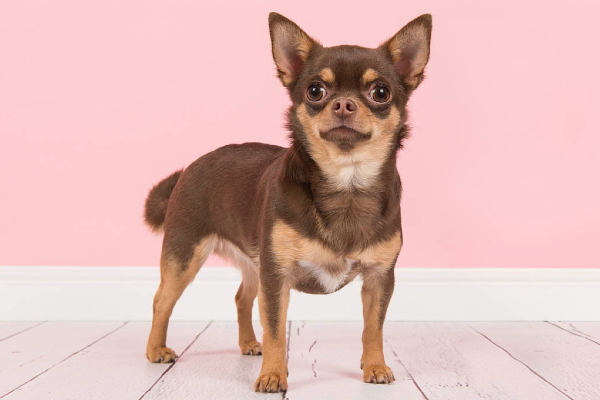 Chihuahua
