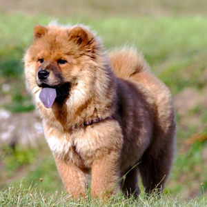 Chow Chow