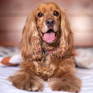 Cocker Spaniel