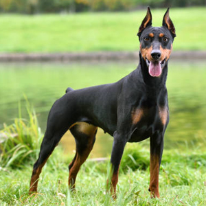 Doberman