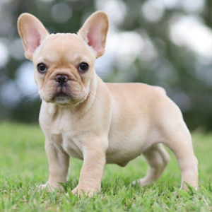 French  Bulldog