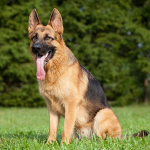 German Shepherd