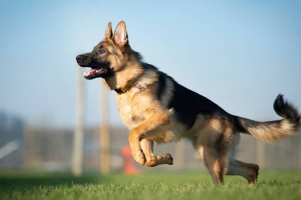 German Shepherd