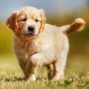 Golden Retriver