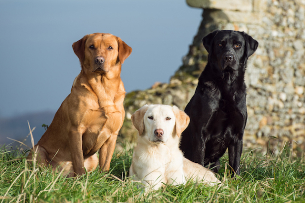 labrador