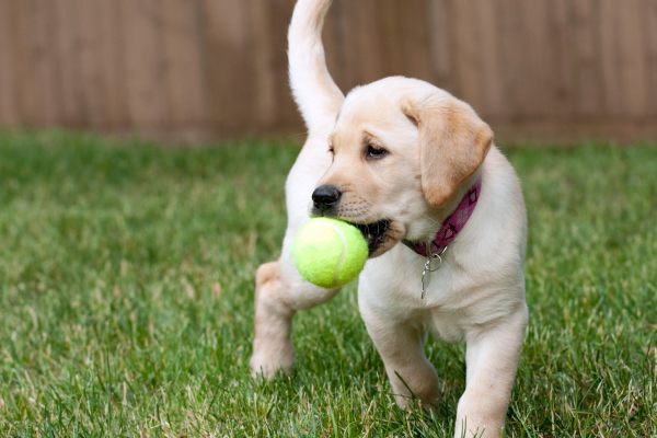 labrador