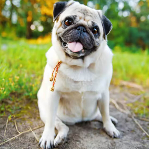 Pug