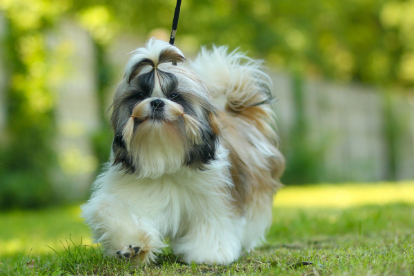 shih tzu