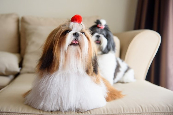 shih tzu