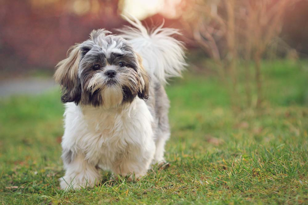 shih tzu