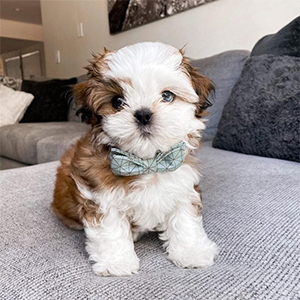 Shih Tzu