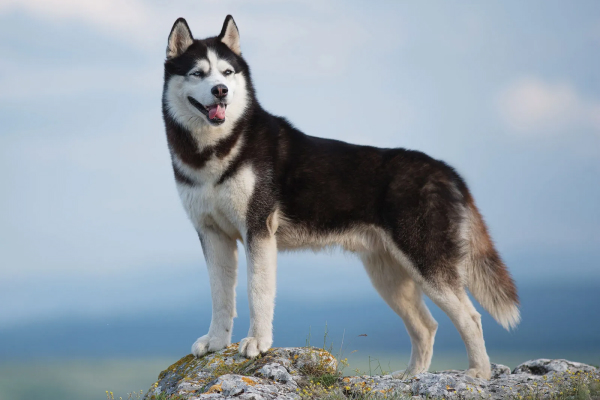 Siberian Husky