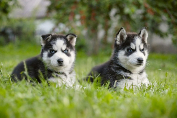 Siberian Husky