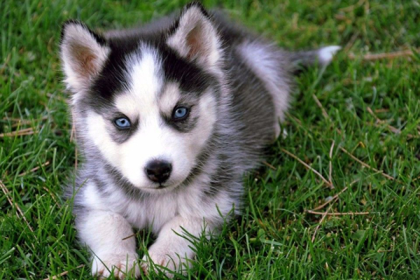 Siberian Husky