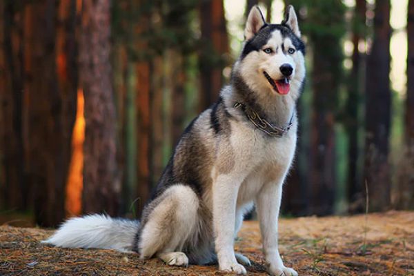 Siberian Husky