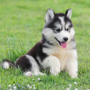 Siberian Husky