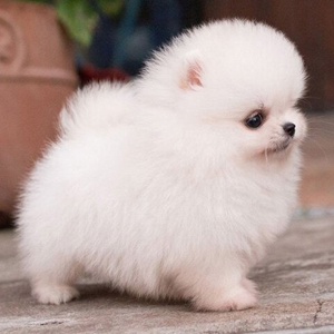 Toy Pom