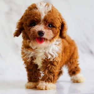 Toy Poodle/ Miniature Poodle